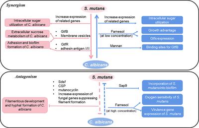 Roles of Streptococcus mutans-Candida albicans interaction in early childhood caries: a literature review